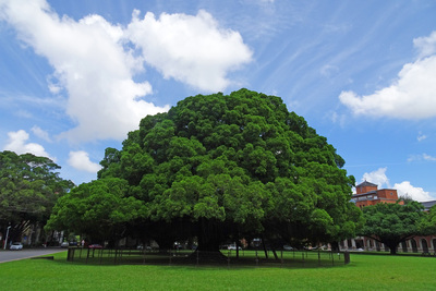 Banyan Tree